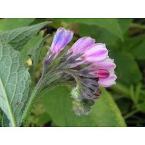 The Wonders of Comfrey: for the Garden and for you!