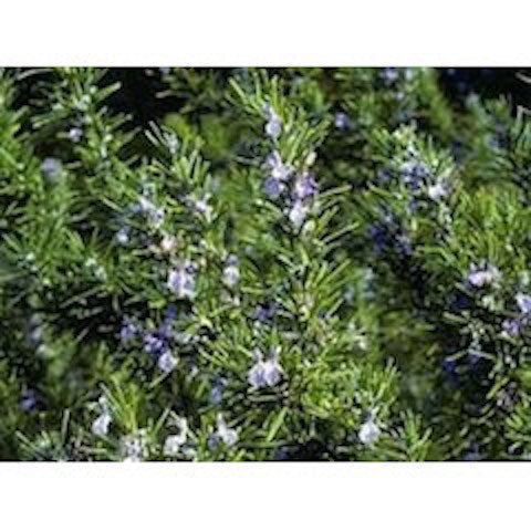 5 Amazing New Uses for Rosemary!
