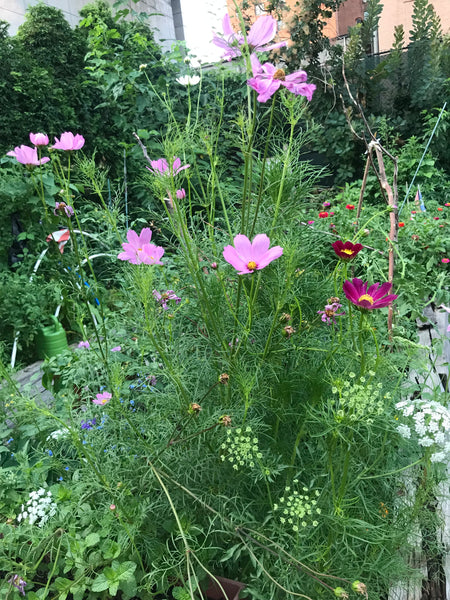 Workshops for Kids - Nelum Botanics