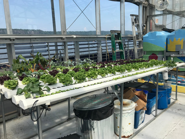 Workshops for Kids - Nelum Botanics